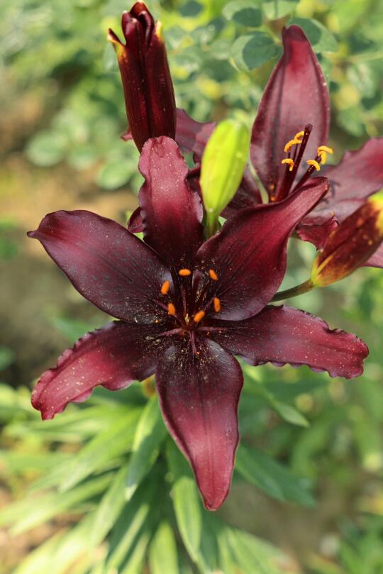 百合花·秘密之吻