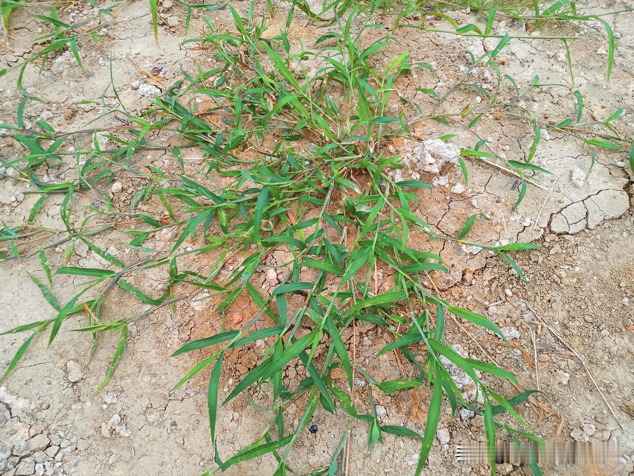 喂牛牛不吃，喂羊羊不吃，看起来像是废草，其实是味中药！
只是，叫什么名字我忘了[