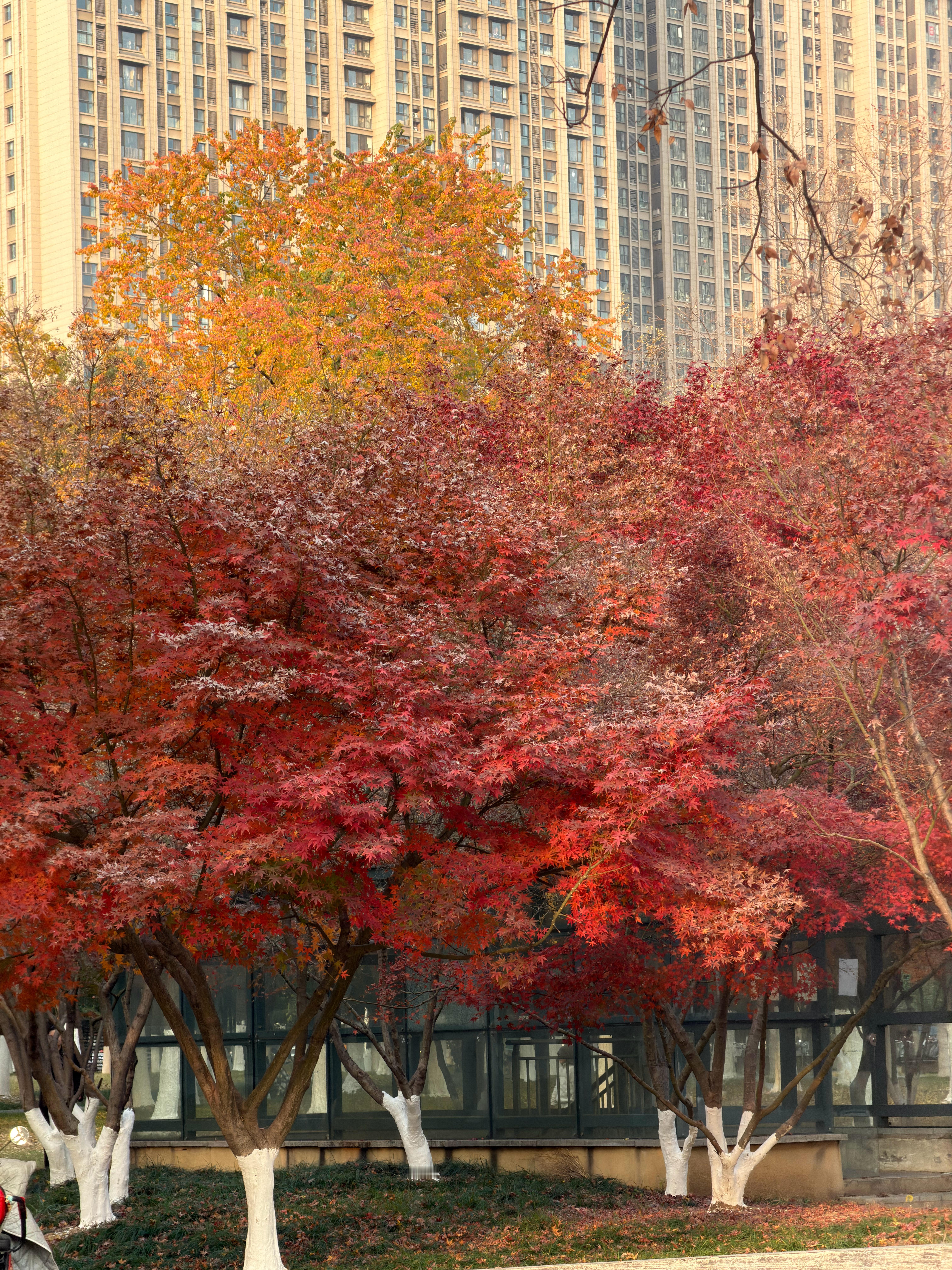 第一次走在合肥的街头~秋叶竟然都还在，北京来的我实名羡慕了今晚蹭合肥首富的饭，一