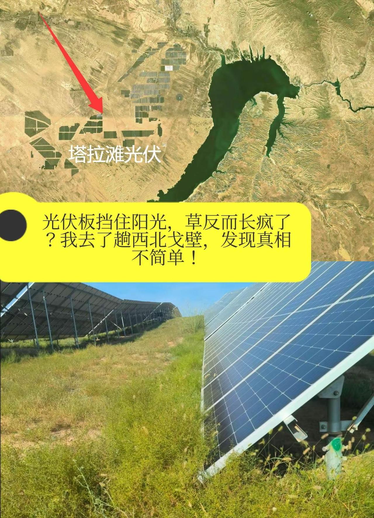 光伏板挡住阳光，草反而长疯了？我去了趟西。北戈壁，发现真相不简单？青海塔拉滩，牧