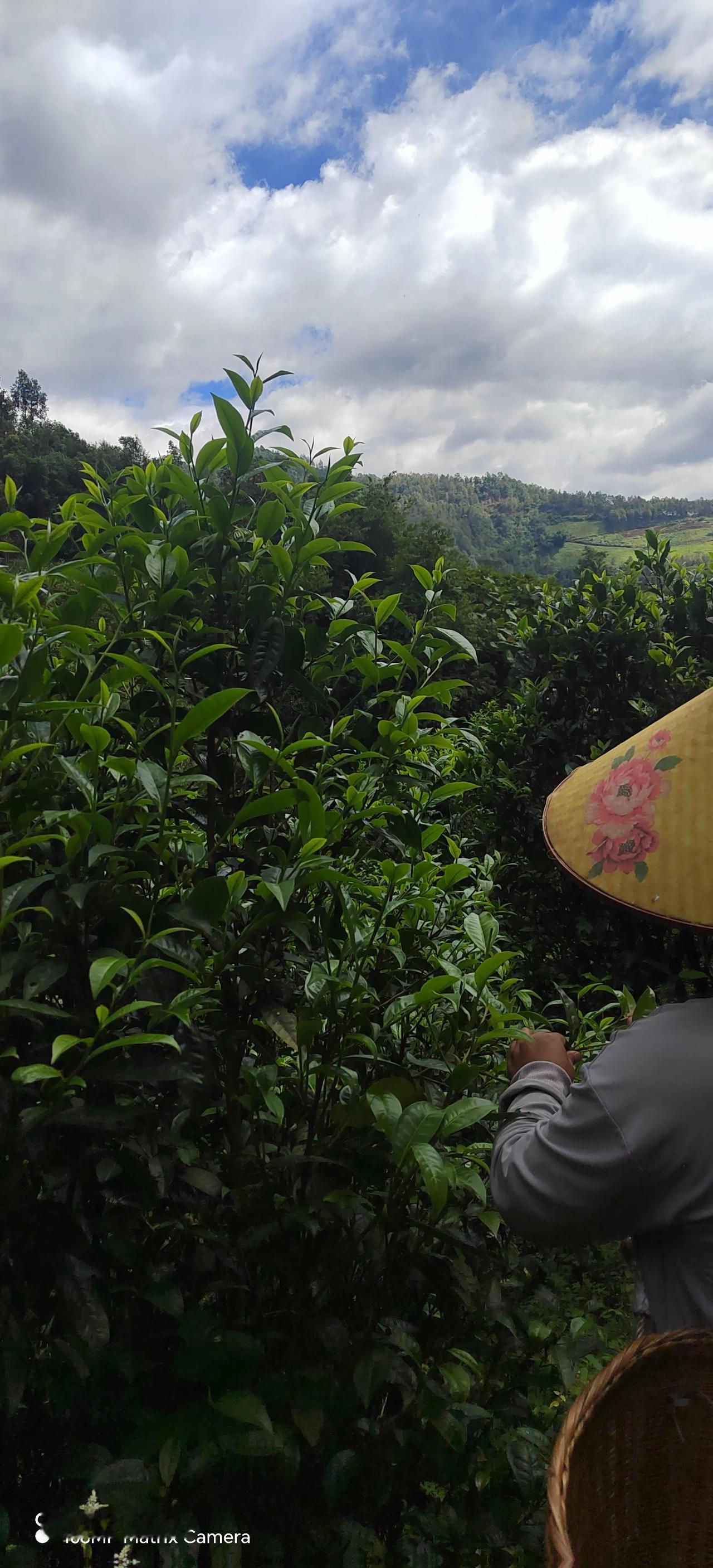 今年最后一批茶