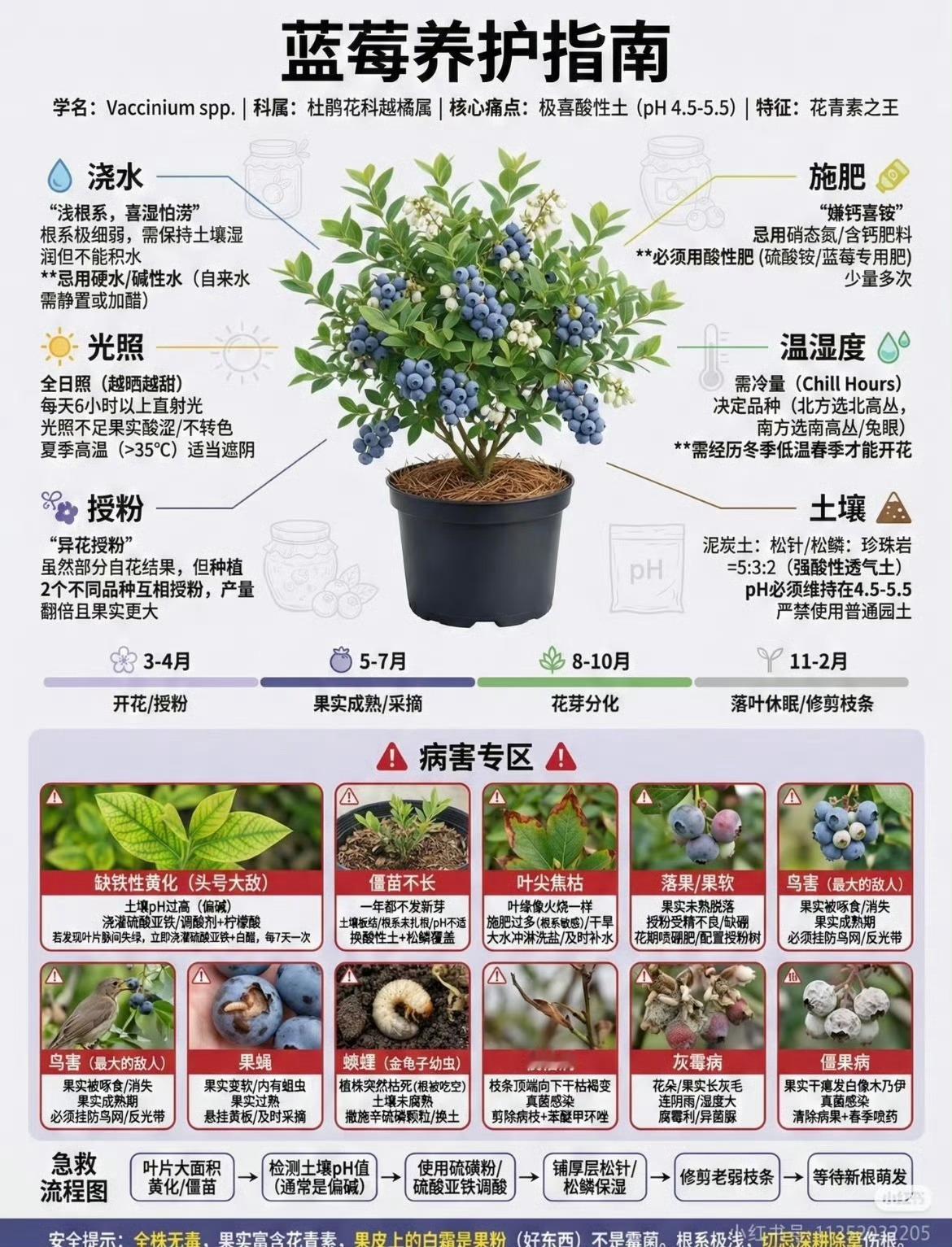 🫐蓝莓的种植方法🌱 新手种植“五步走”  第一步：选对品种是成功的一半  蓝