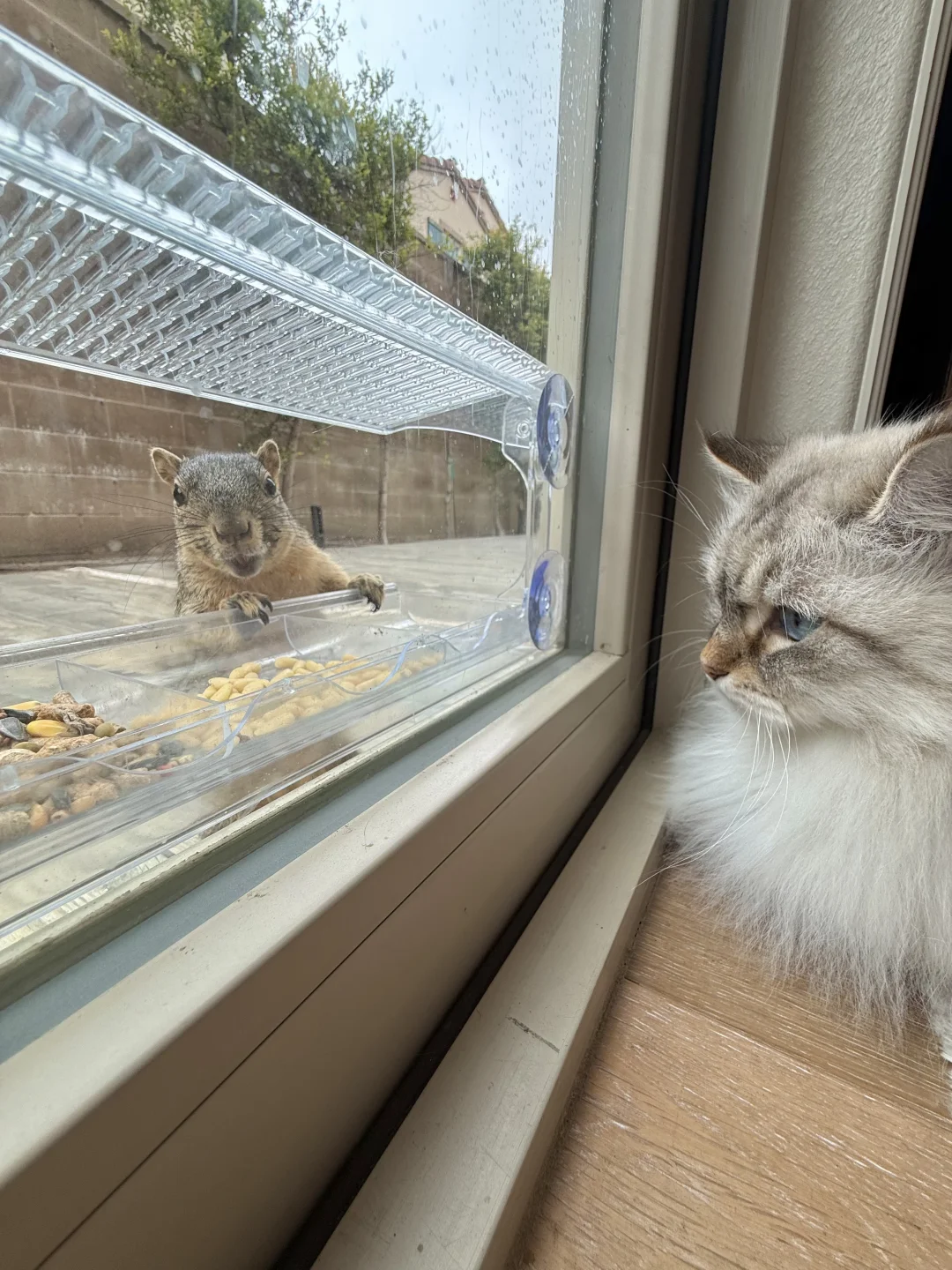 🐱猫猫餐厅｜很不高兴为🐿️您服务