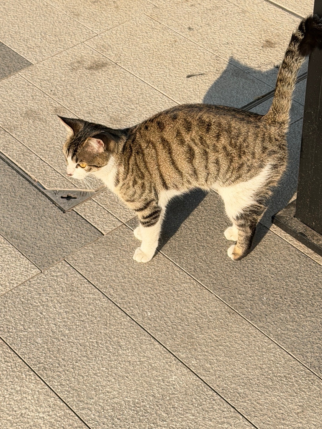 咪，你咋这么萌