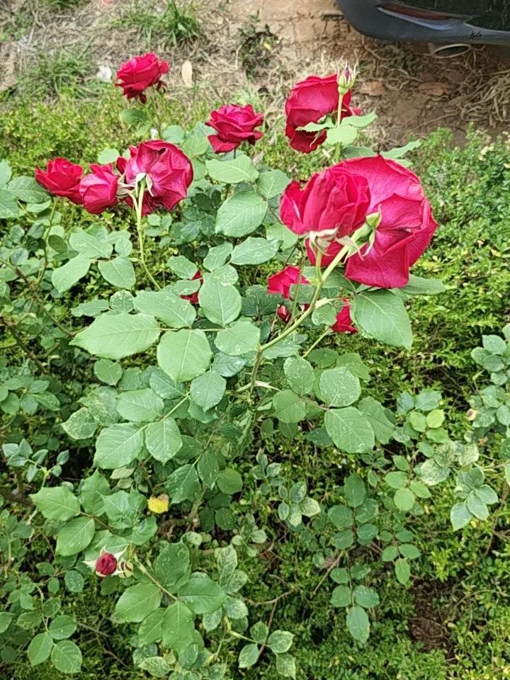 昆明的蔷薇花简直是这座城市的浪漫名片。初春时节，昆明植物园的蔷薇园就是花的海洋。