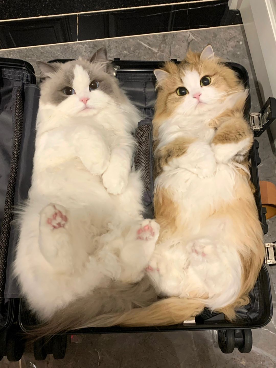 新学的猫猫收纳大法