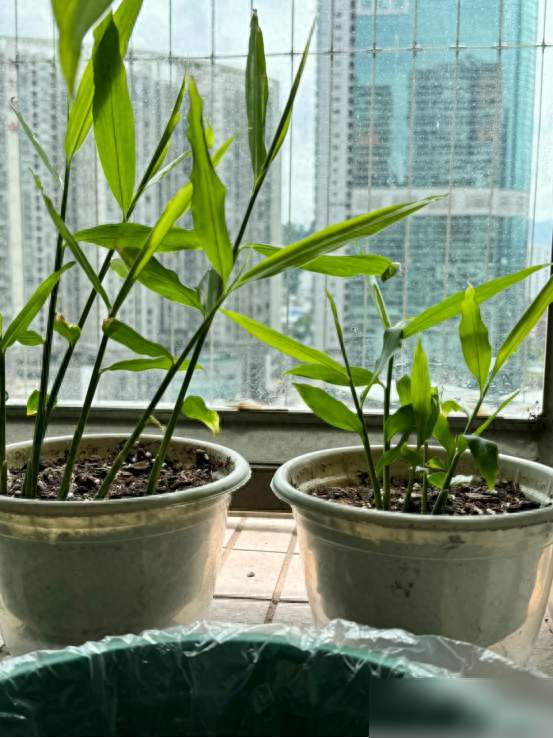 北京一姑娘“把发芽的生姜”摆客厅，那叫一个高级，比绿萝好看