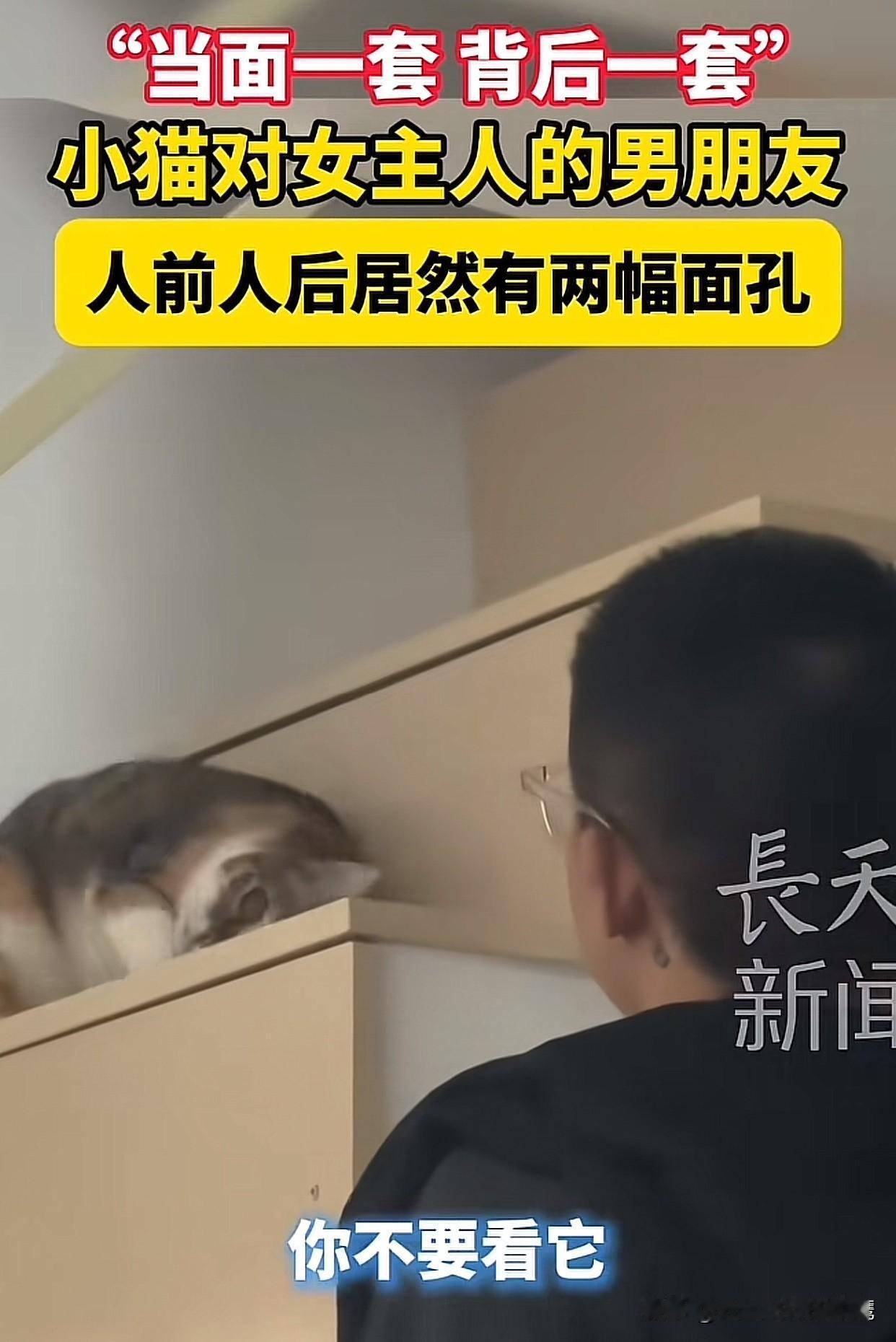 “简直笑不活了！”福建一女子带男朋友回家，她家养的猫咪立马开始“演戏”，当面对人