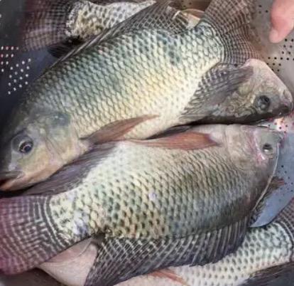 别让“补脑神器”变“隐形杀手”？揭秘餐桌上那条鱼的生死局

咱们今天不妨先琢磨个