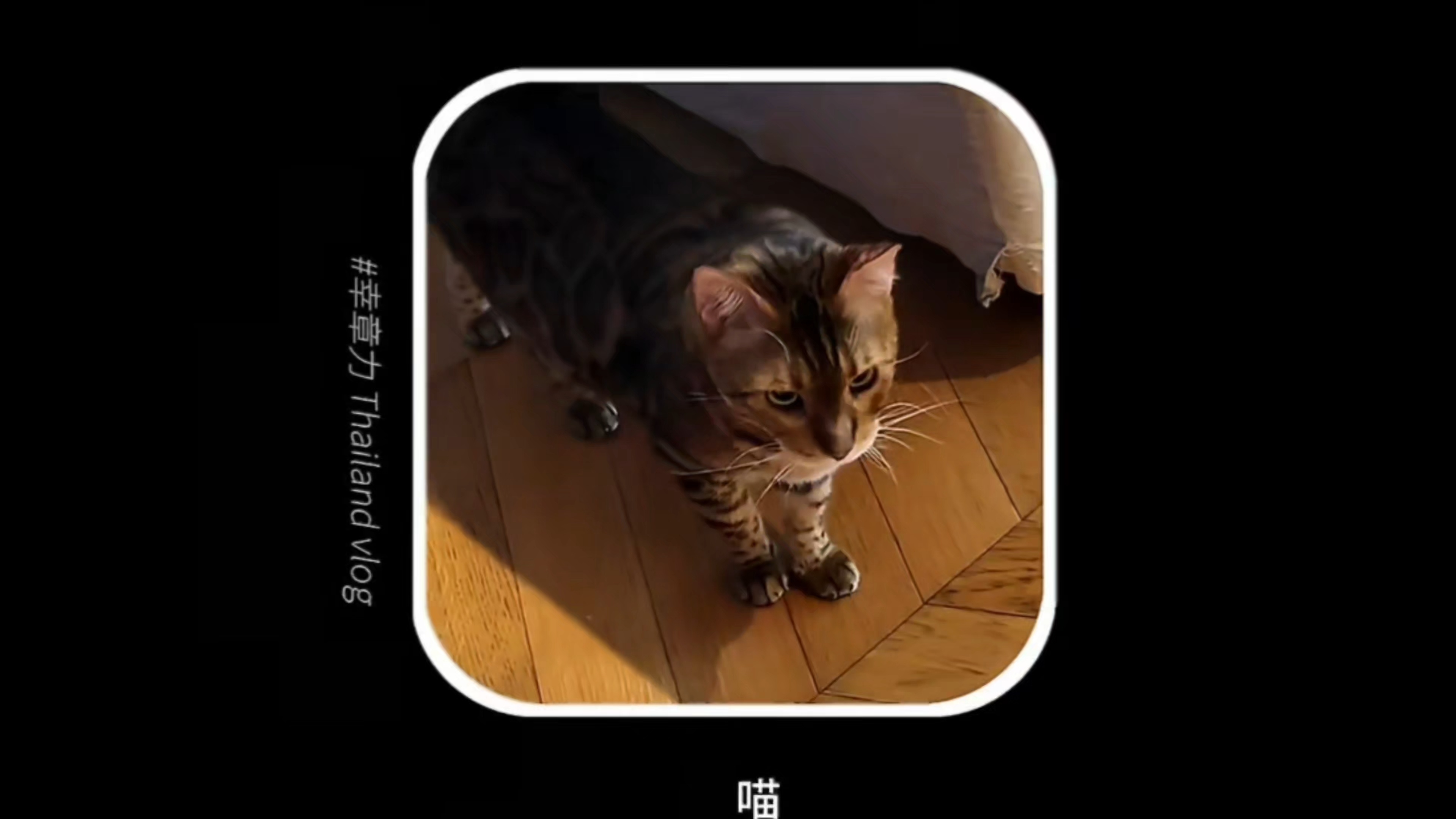 明伯确实同时拥有修🐱和修修 