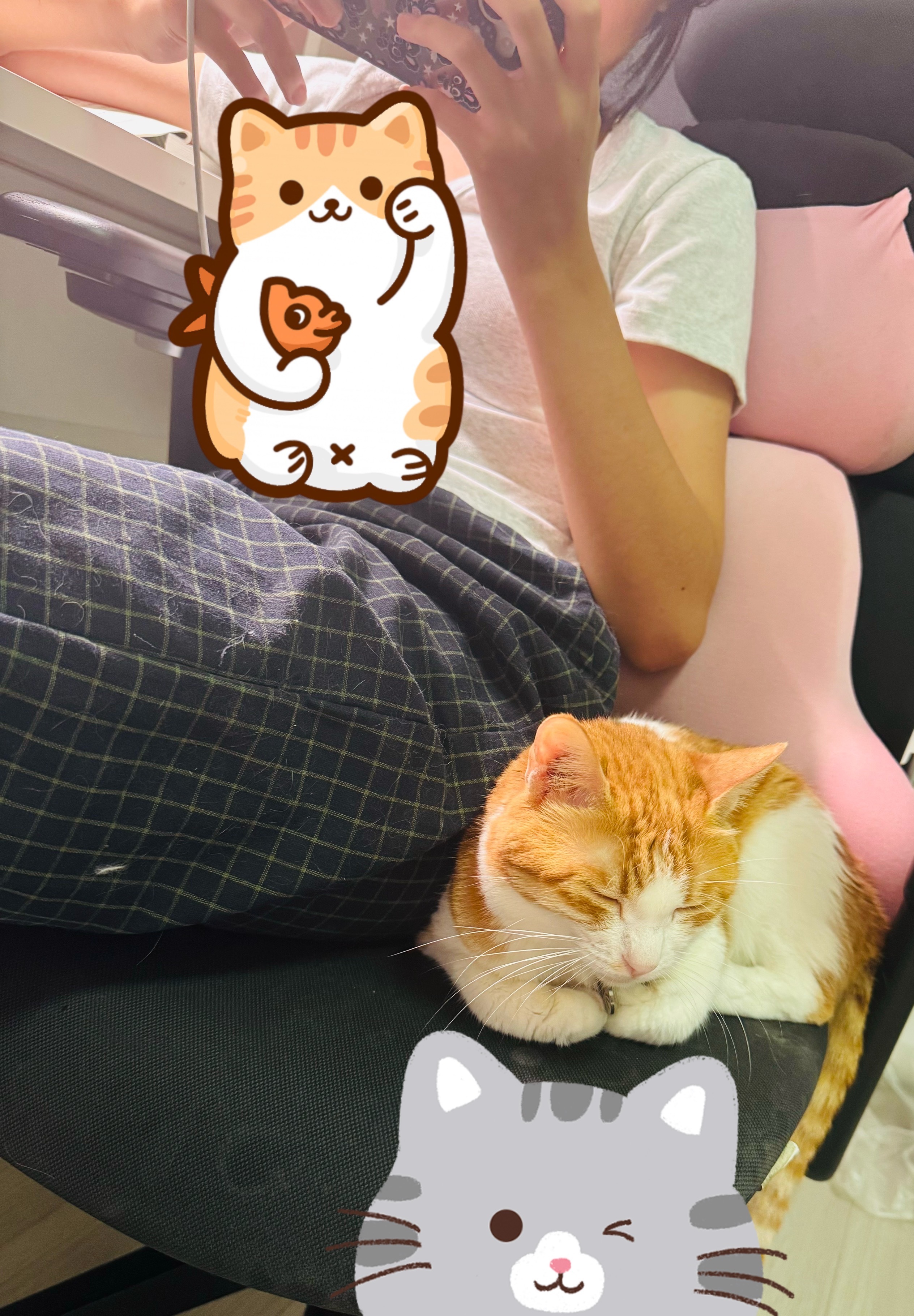 我的猫也老了。想起这一点，真是好难过。 ​​​
