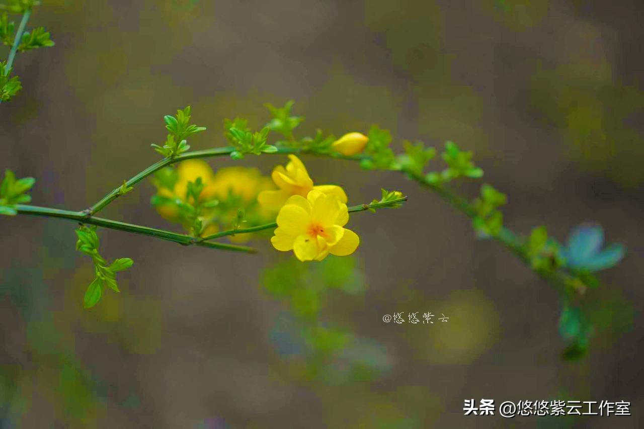 一簇簇舒展金黄的迎春花
是春天写给大地的第一封温柔情书
那一抹明媚亮黄，悄悄缀满