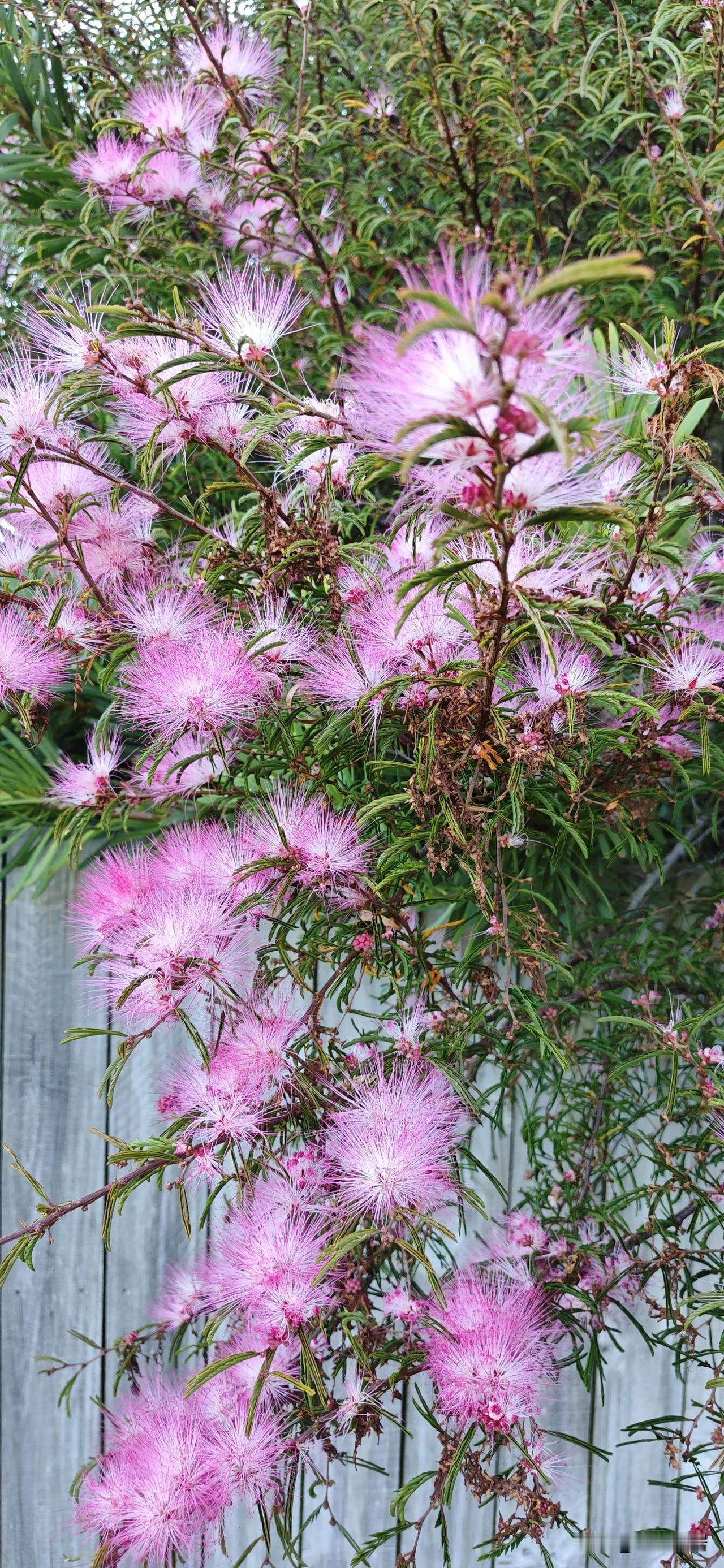 上联:冬雪滋红梅，
下联:春风暖梨花。