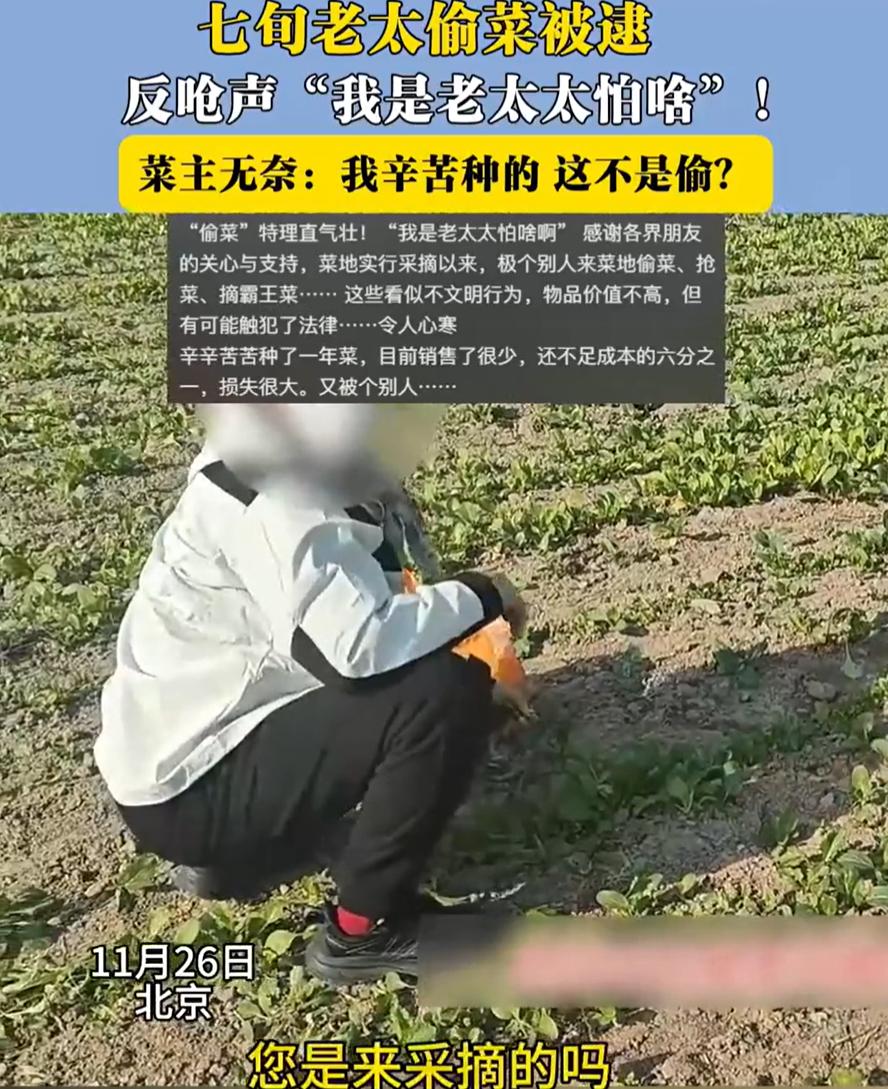 “摘霸王菜？”北京，男子发现一名老太太在自己的采摘园里偷菜，便上前要求其扫码付款