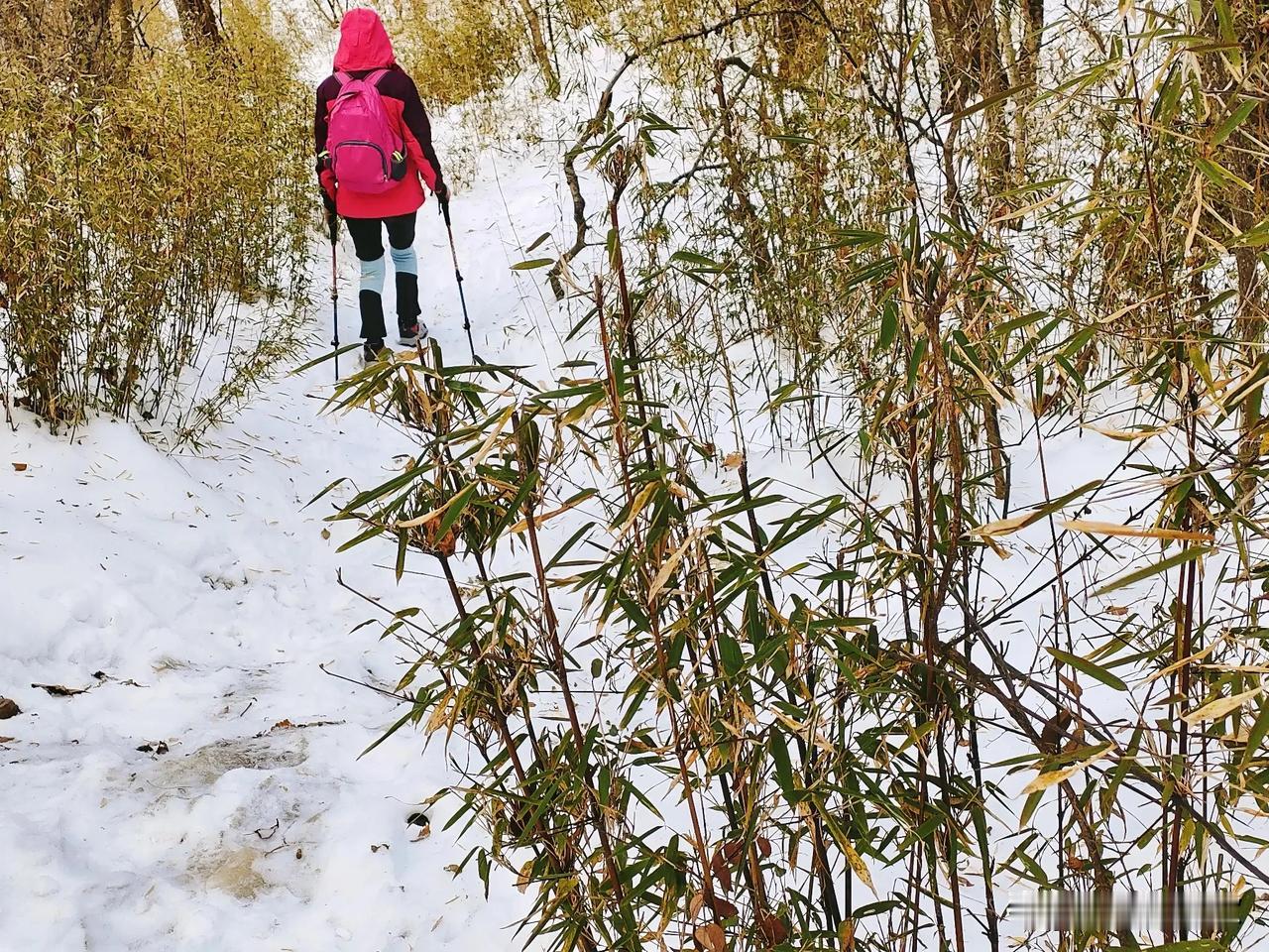 上下白云
上上白云
过骆驼树
至大殿
枯叶满小径
冰雪覆古道
远上寒山