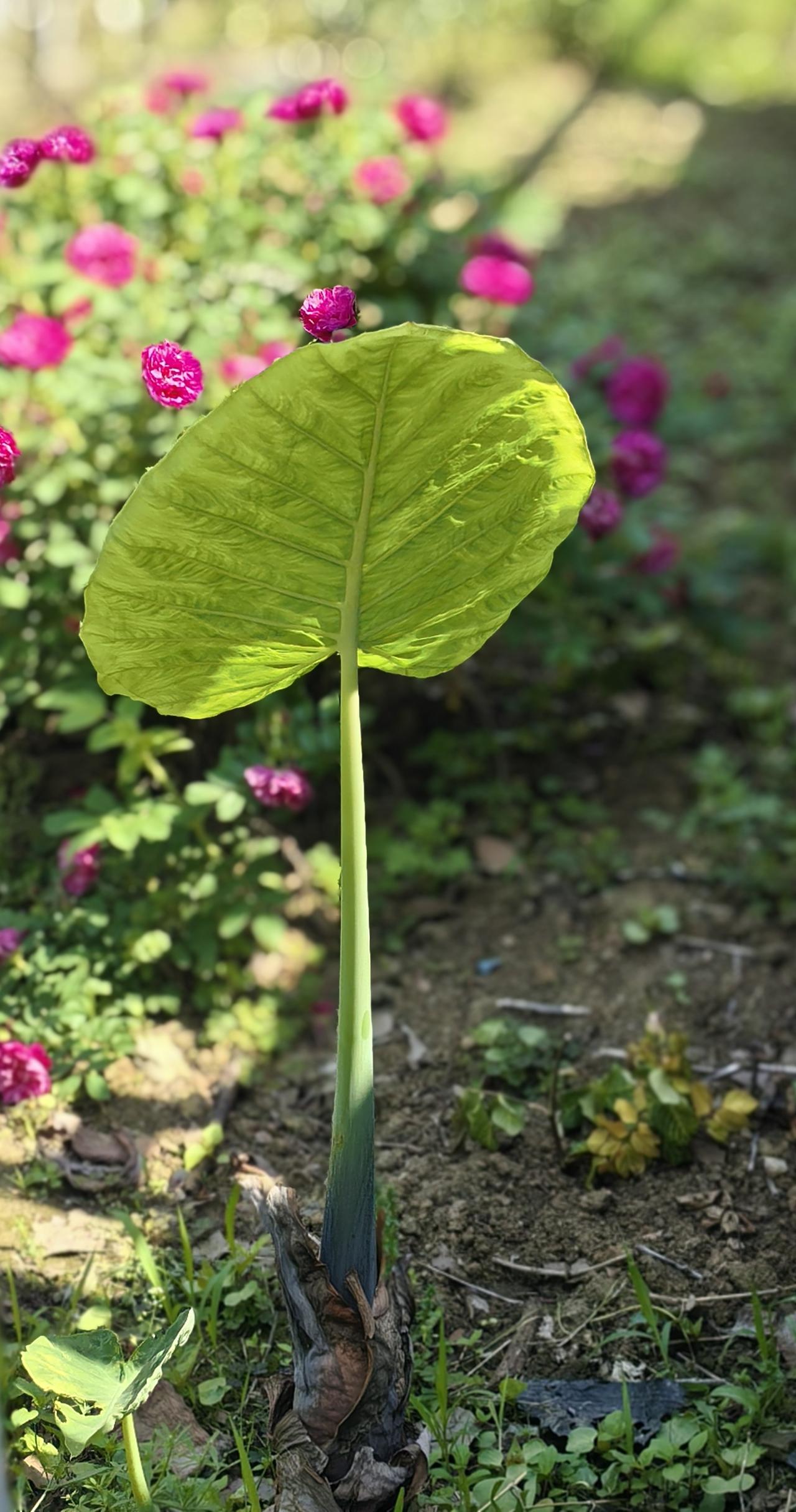 醉在江南春天里～

咔嚓咔嚓，
收录一点可爱。

生活普通，
我却有点生动。
 