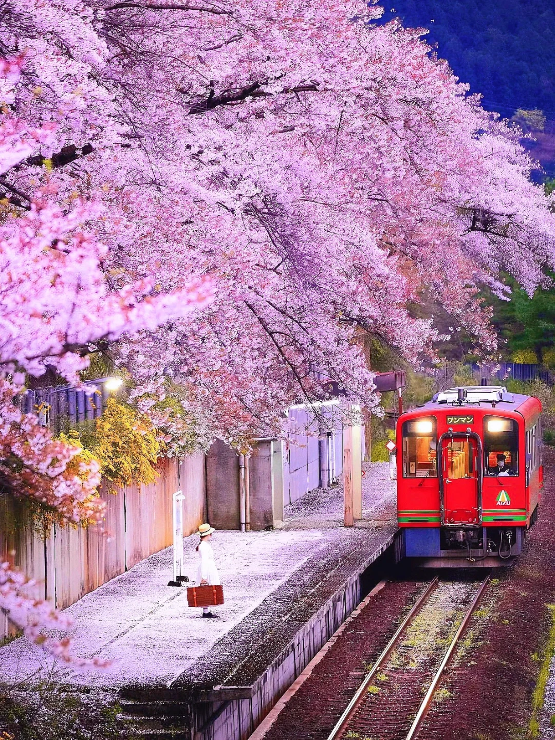 日本🌸这个春天来坐一趟浪漫樱花列车吧！
