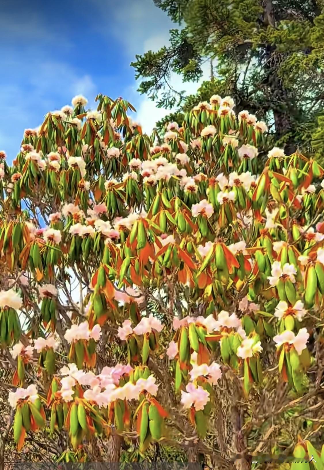 坐火车直接到宕昌县哈达铺镇下车，哈达铺镇离宕昌县城30公里，有大巴和出租车，车票