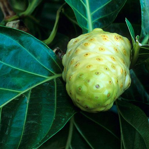 诺丽果（Noni）是一种叫做Morinda citrifolia（海巴戟）的树的