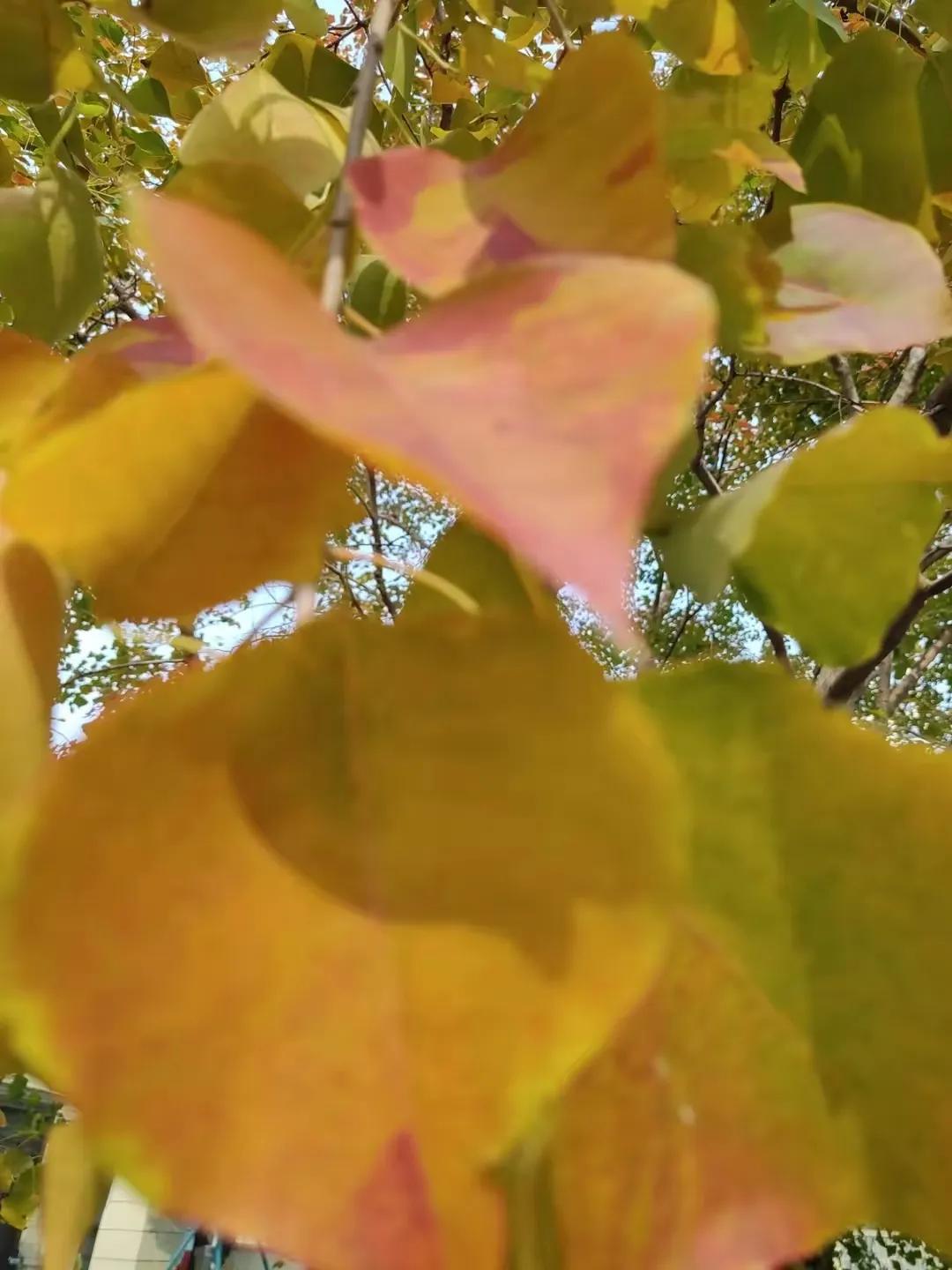 树叶啊，如此金黄

迎着冬日的太阳
一树树叶色呈现金黄
岁月行走
此时树叶盈盈闪