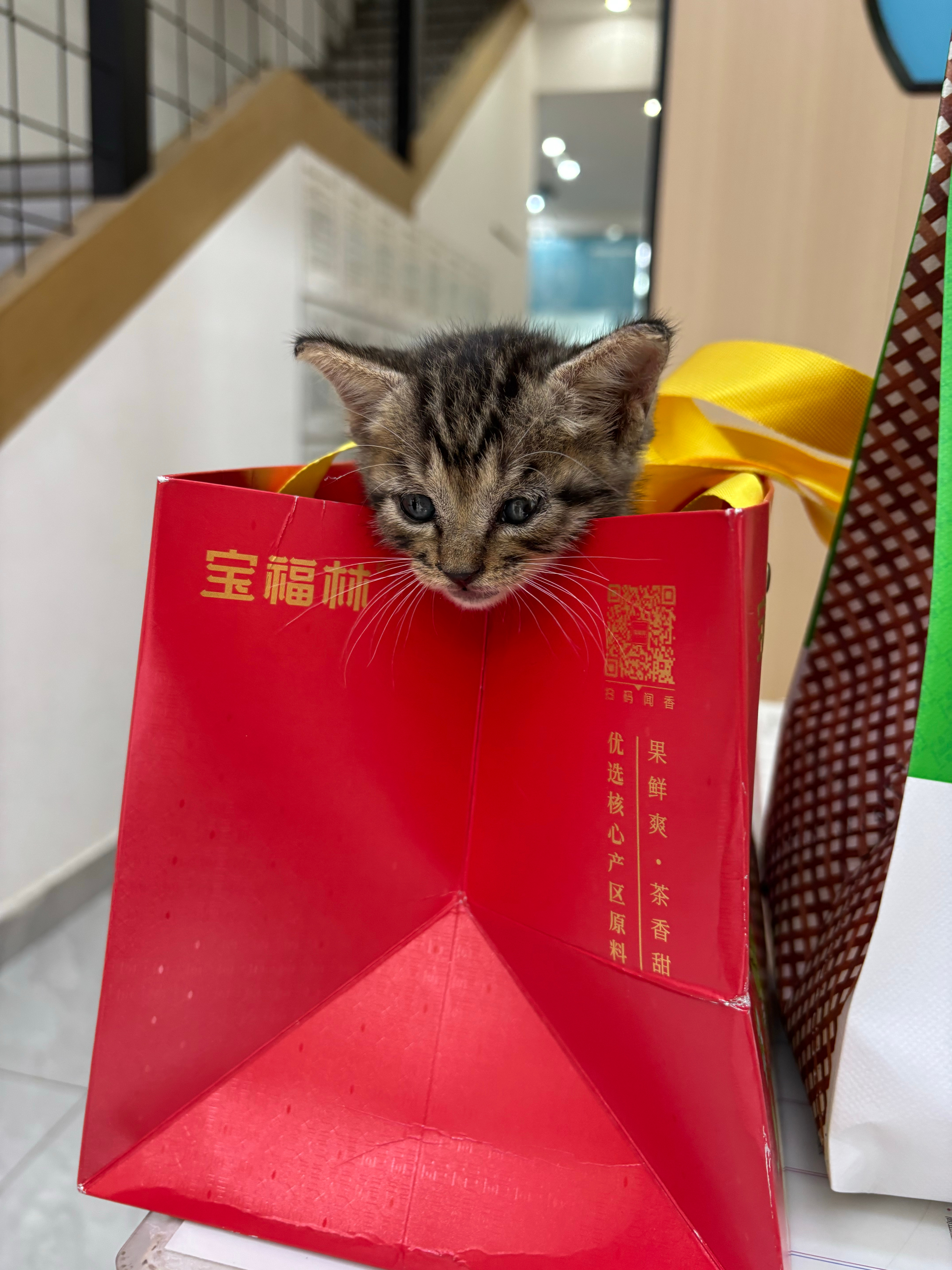 孩子小区捡了只一个月的小猫咪回来非要养带去宠物医院检查有皮肤病 无奈又送回去了…