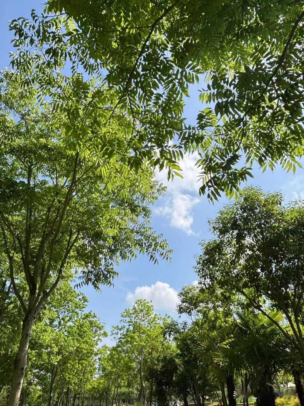 阳光洒落，绿意盎然，静享自然之美。🌳🌞