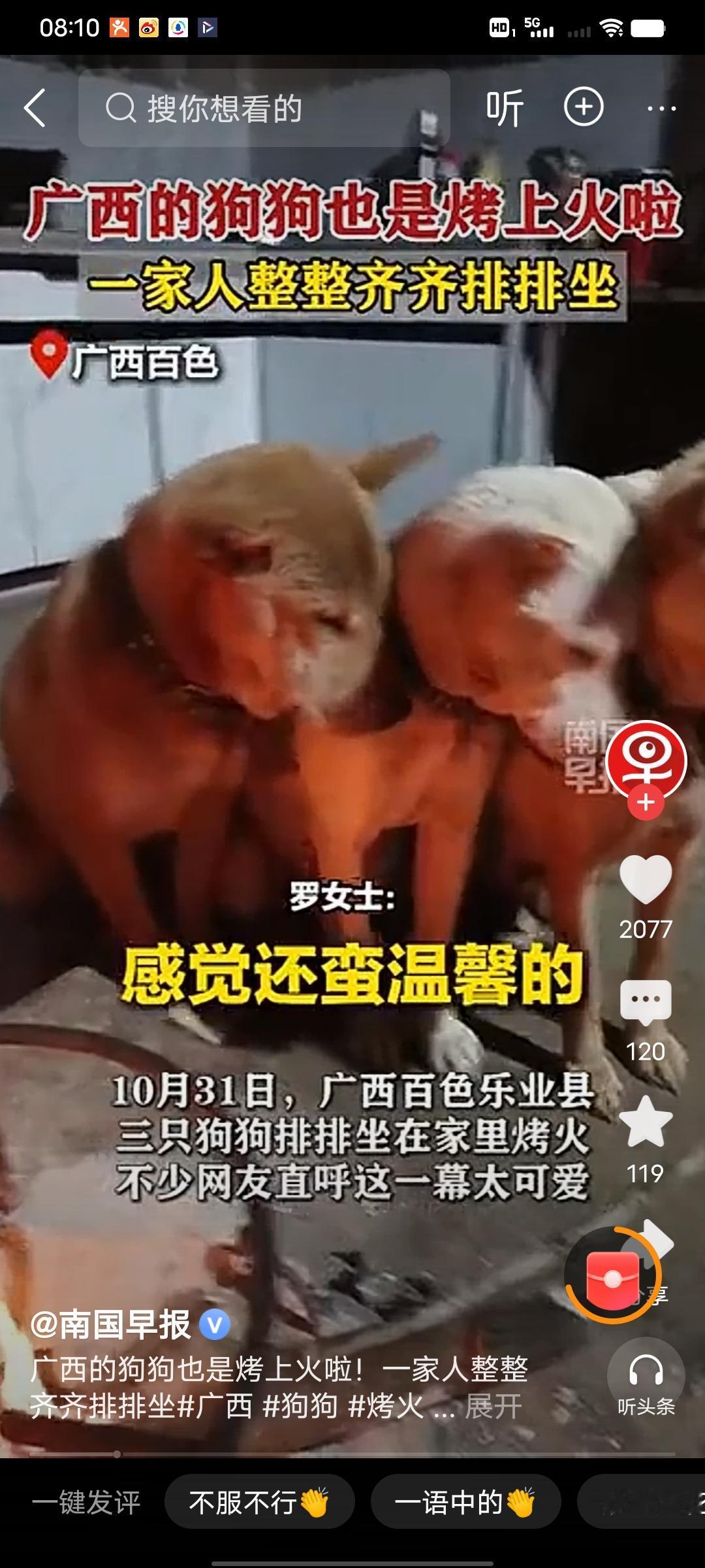 广西这三只狗狗在家烤火的视频太逗了！网友晒出的画面里，它们齐刷刷排成一列朝取暖器