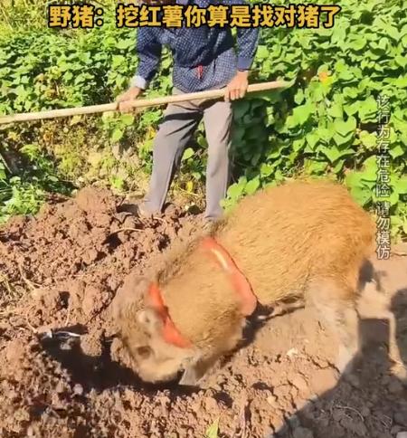 种地不仅是刻在中国“人”DNA里的技能，中国的野猪也能下地干活。
浙江一男子捡到