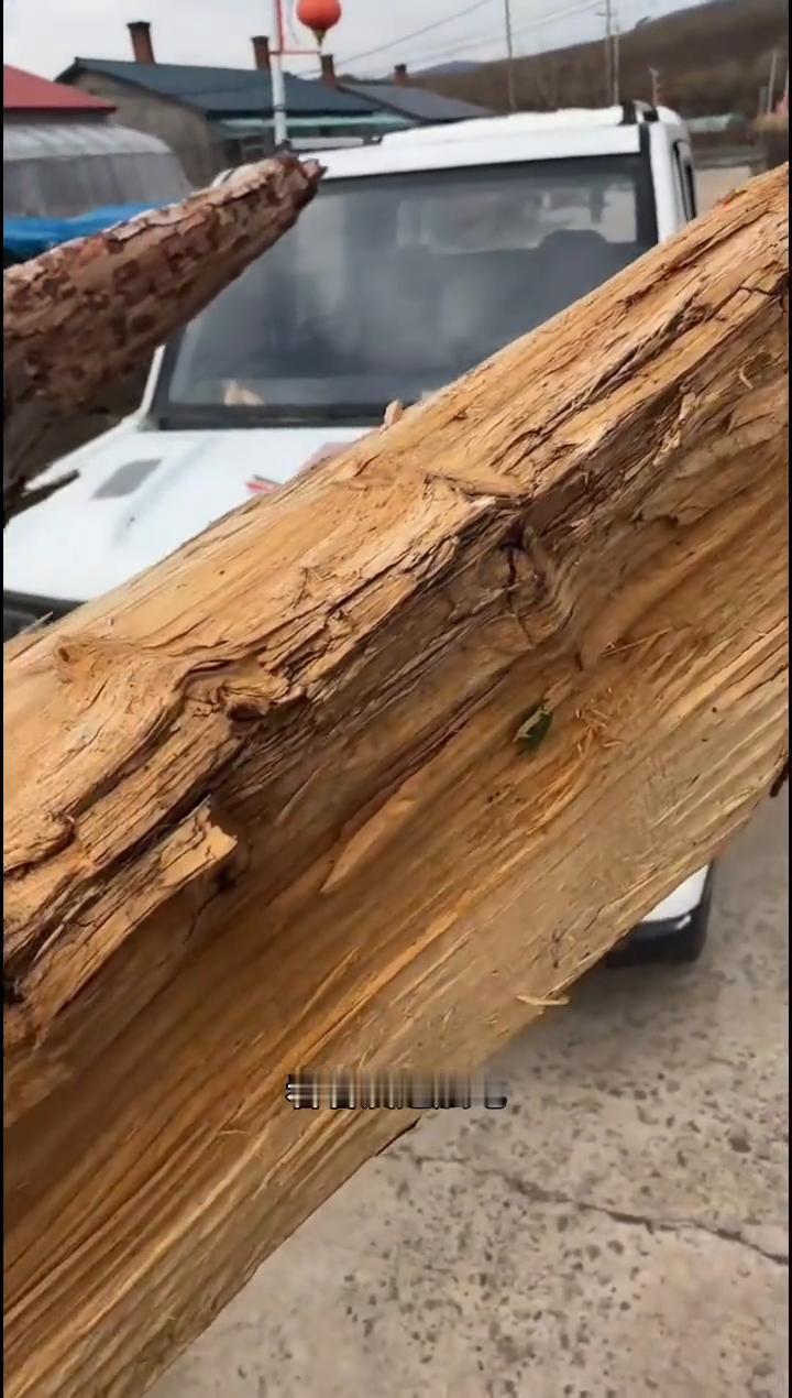 黑龙江原始大森林正宗雷击木。
看这家伙劈的，这才叫正宗的雷击木，崩稀碎。这是正宗