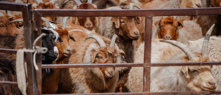 这是什么品种的羊？毛发是棕红色的