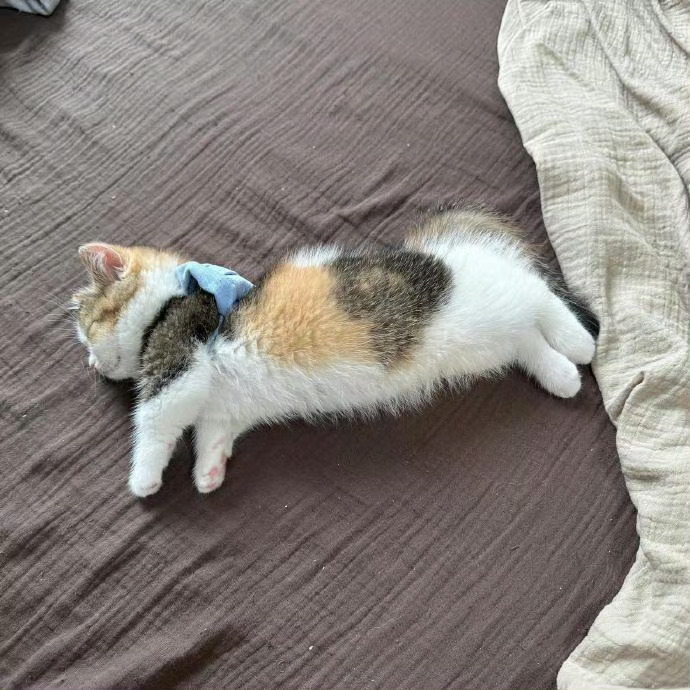 原则上猫咪是不能上床的