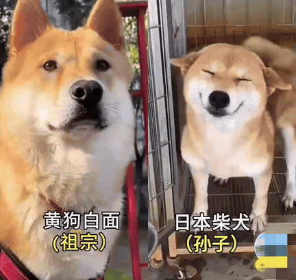 这个对比实在太形象了！谁是祖宗，谁是孙子一目了然。
说实话，日本柴犬真的很像日本