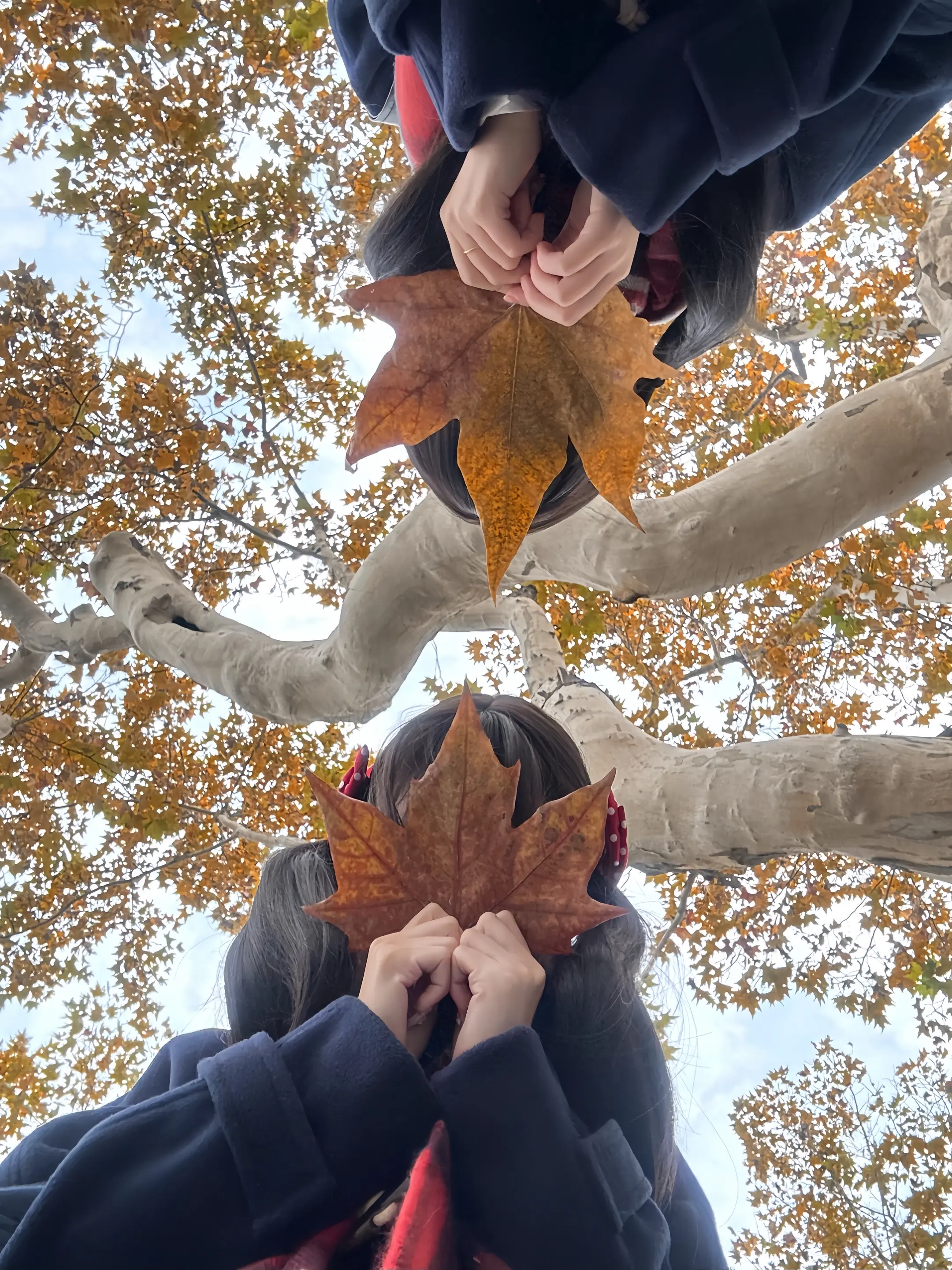 当天气秋凉 当树叶泛黄