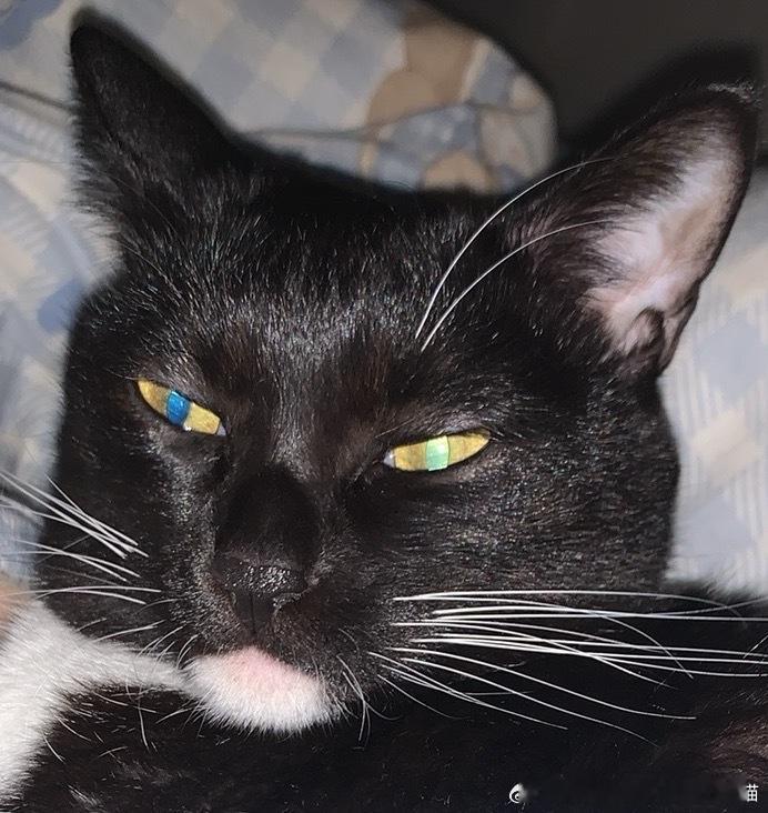 49388【丑猫】丑娇娥来了 