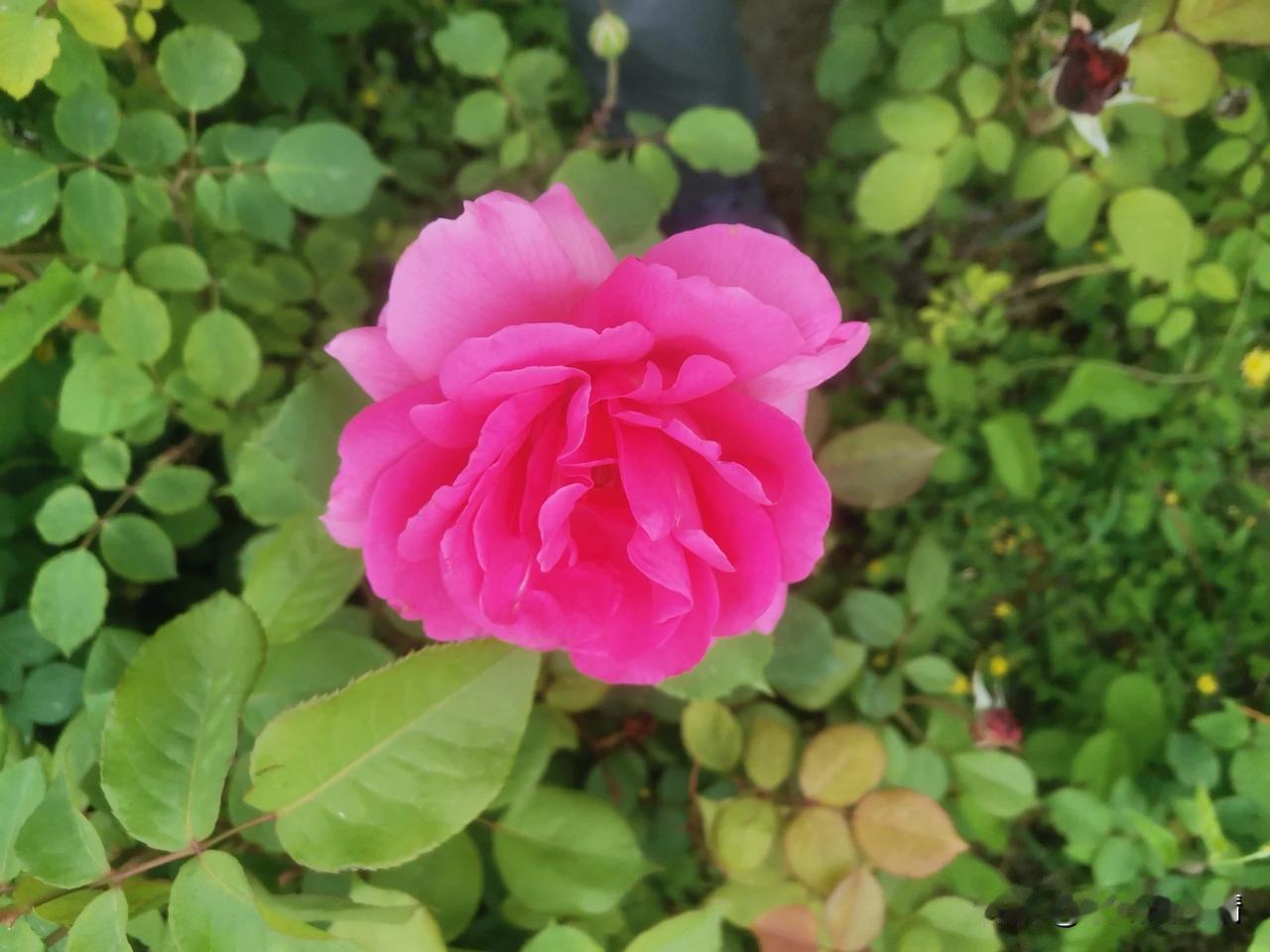 #春日花卉随手拍#天津银河花园晨练随手拍！