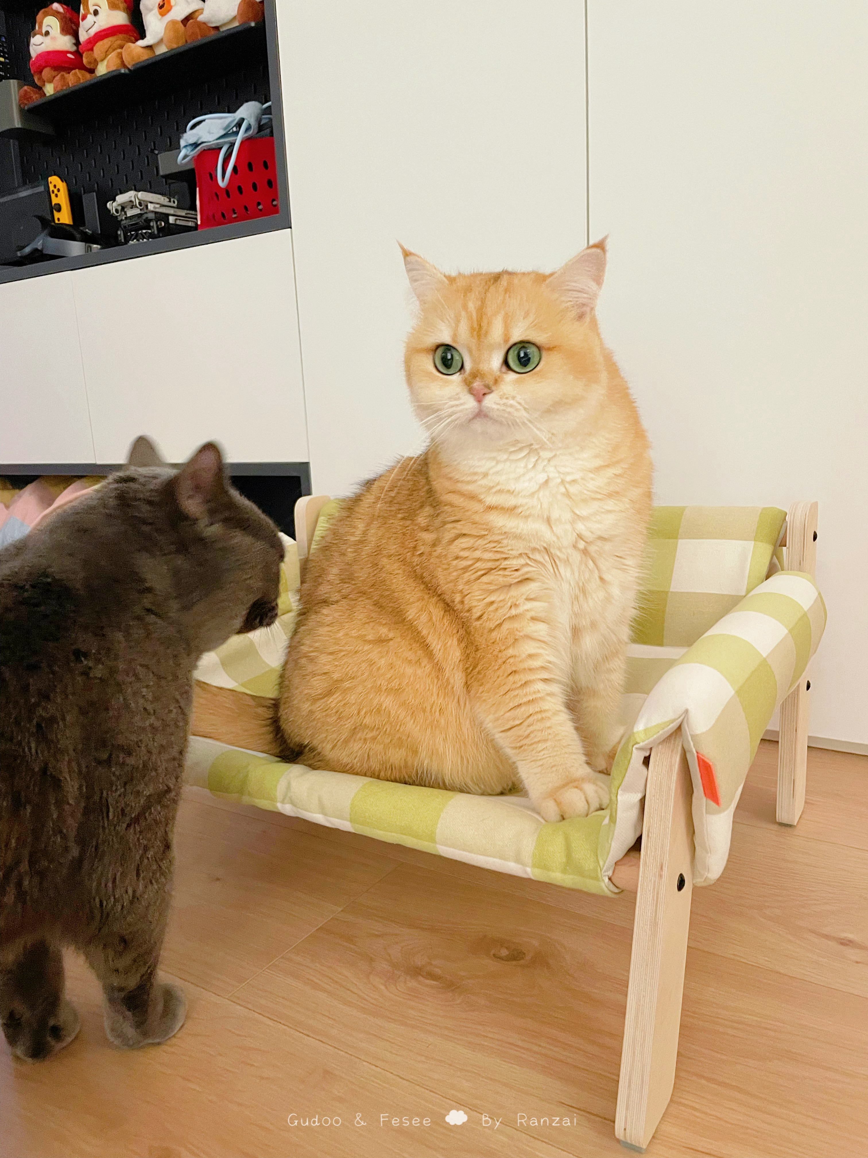 给小猫添了一个新家具，恶霸菇又出动了[哆啦A梦害怕]#菇冬怎么肥四[超话]# ​