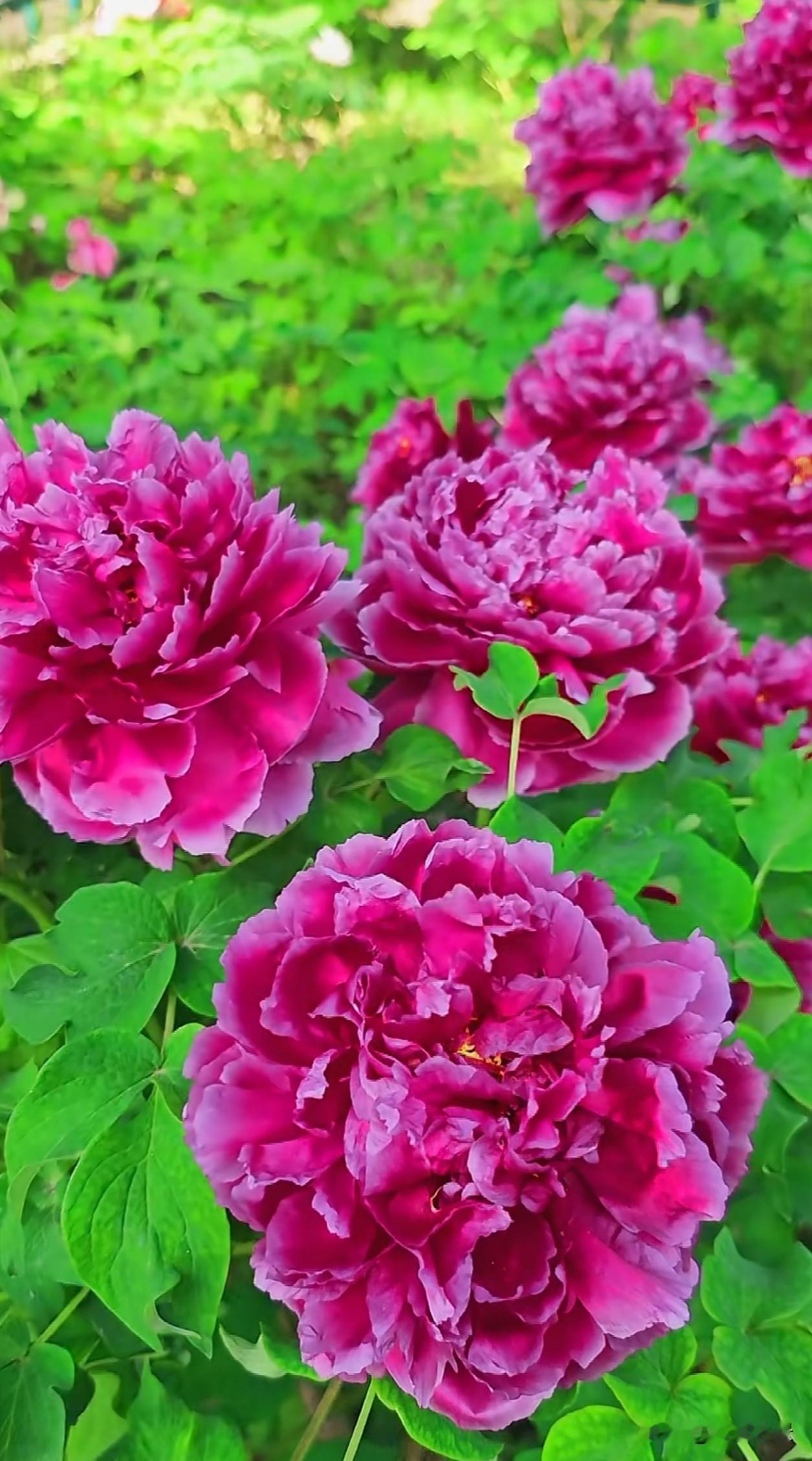 整片紫玫牡丹开得热烈蓬勃，层层叠叠的褶皱花瓣饱满蓬松，紫调花色浓而温润，瓣边晕开