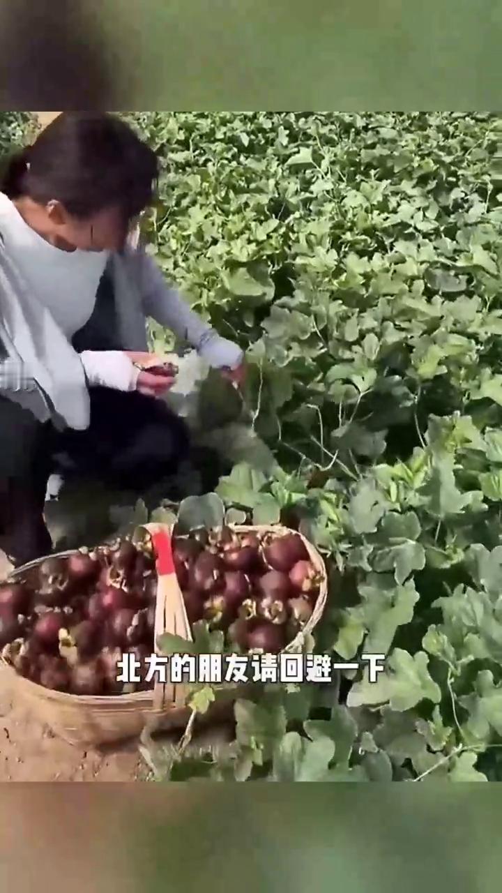 北方的山竹长在瓜蔓上。
北方的朋友请回避一下，给南方的小伙伴看一下北方的山竹，它