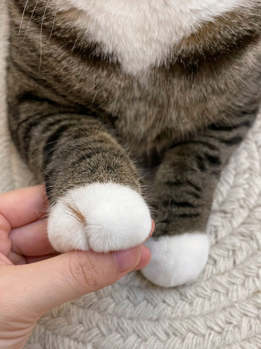 请大家暂停手里的事进来批评下这只小猫！
