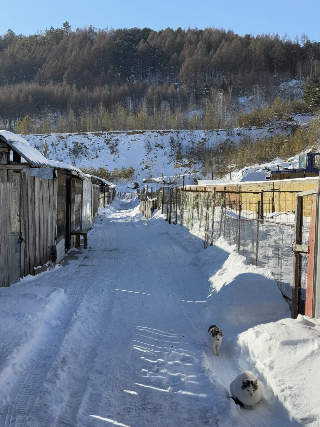 12月27号上海找日系模特拍胶片创作！