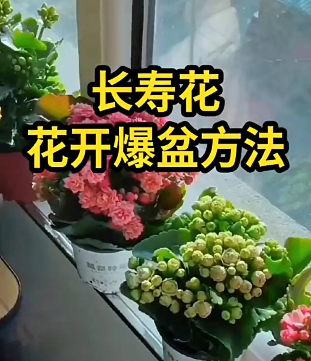 好喜欢长寿花

粉粉糯糯的，太可爱了
特别是这盆“海豚”
花期好长，开了两个月的