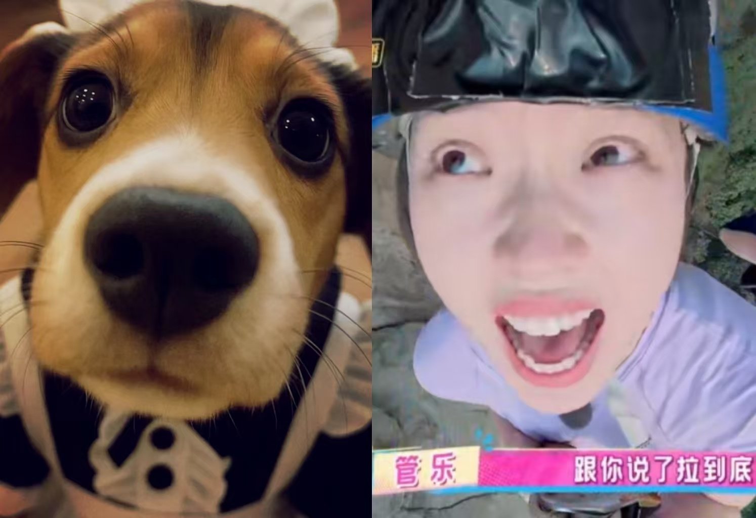 管乐 狗塑  现在全网都在给管乐狗塑是吧？看看她急得面红耳赤的样子，真的太贴了！