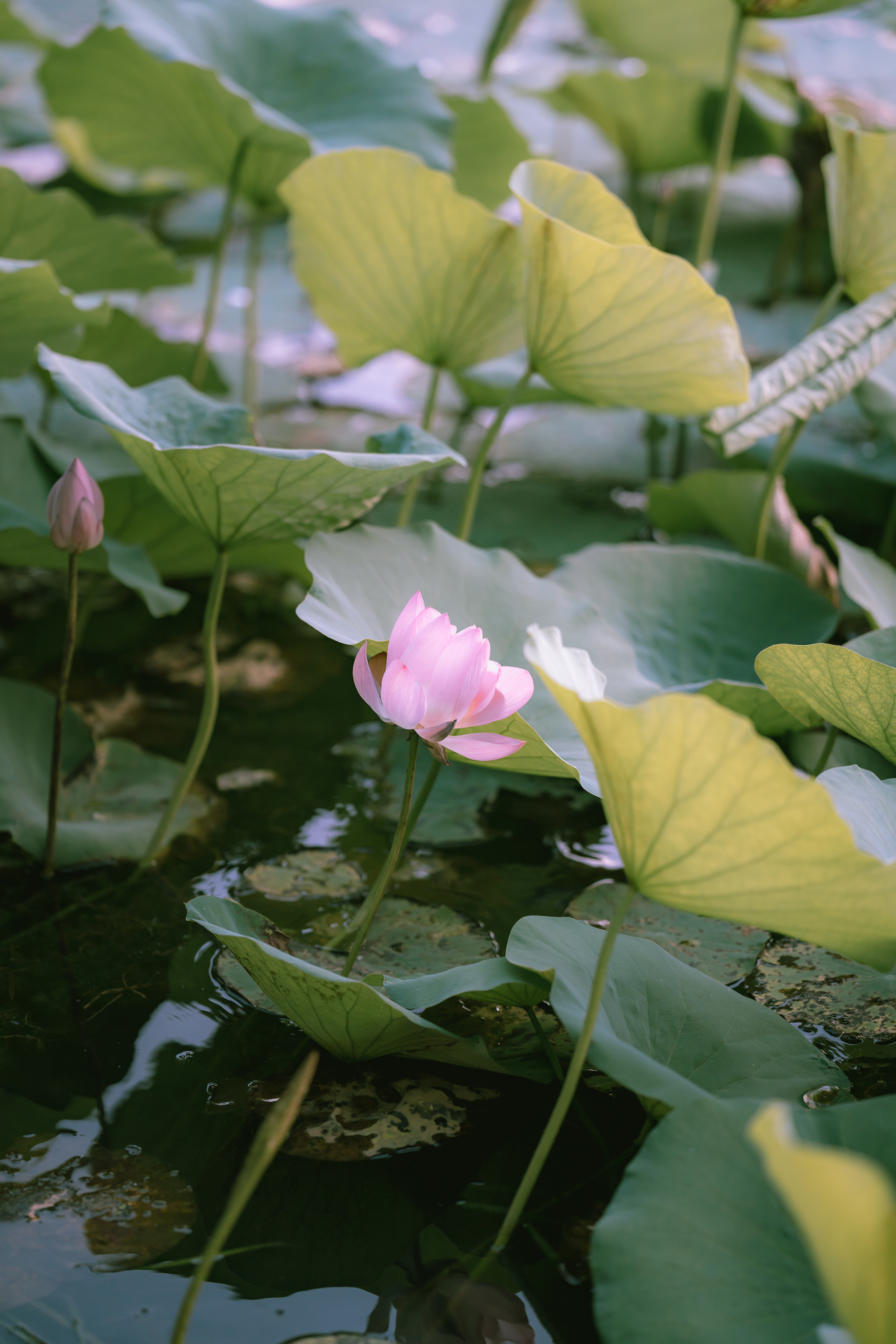 菡萏发荷花