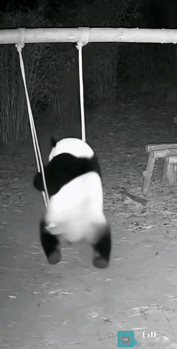 都江堰熊猫乔小八太皮了！半夜晃秋千把自己晃翻车，笑不活了！
 
谁能想到大熊猫也