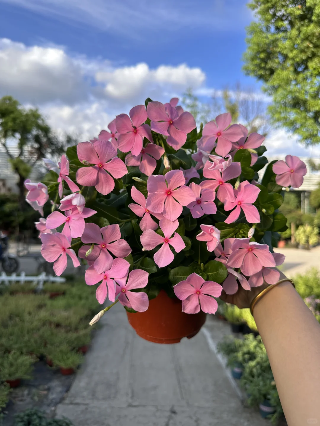 你的长春花爆花了吗
