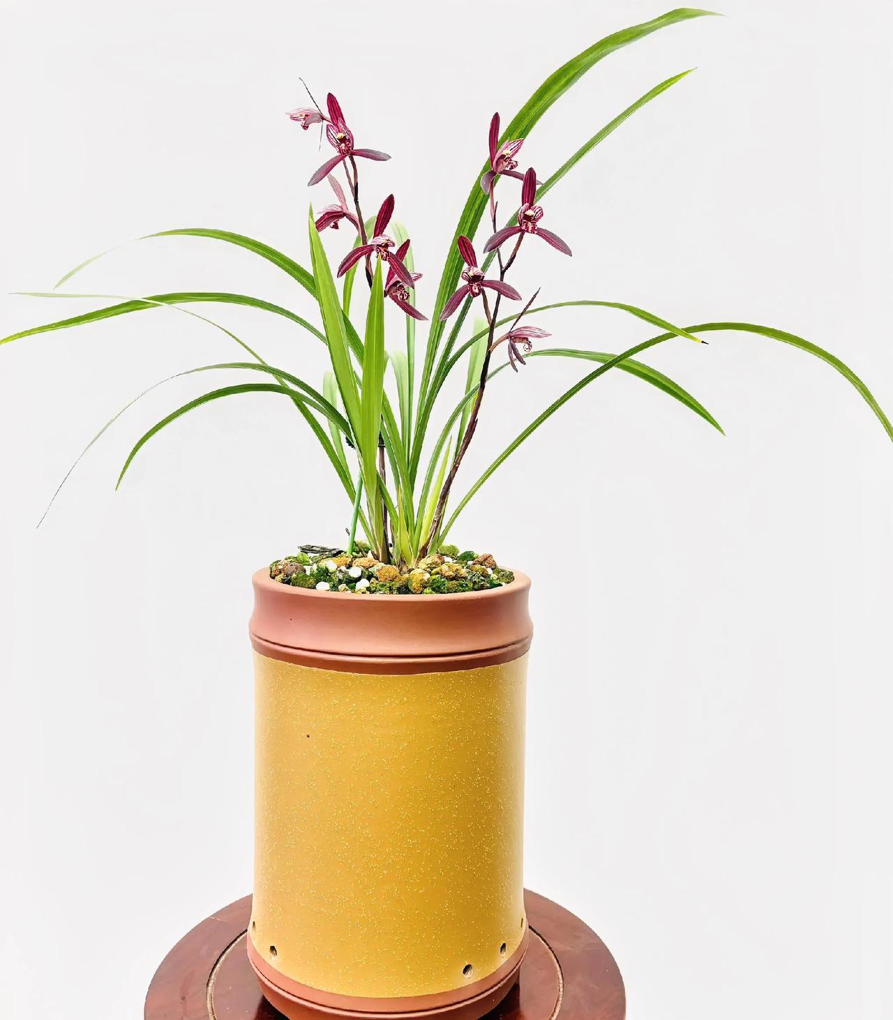 《鹧鸪天·青兰》

天地初开一缕青，幽兰得之自亭亭。
叶如翠剑凝霜色，花似素云含