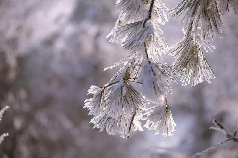 立冬：在时光褶皱里，藏一场人间烟火与天地对话深秋立冬 立冬仪式感 

当最后一片