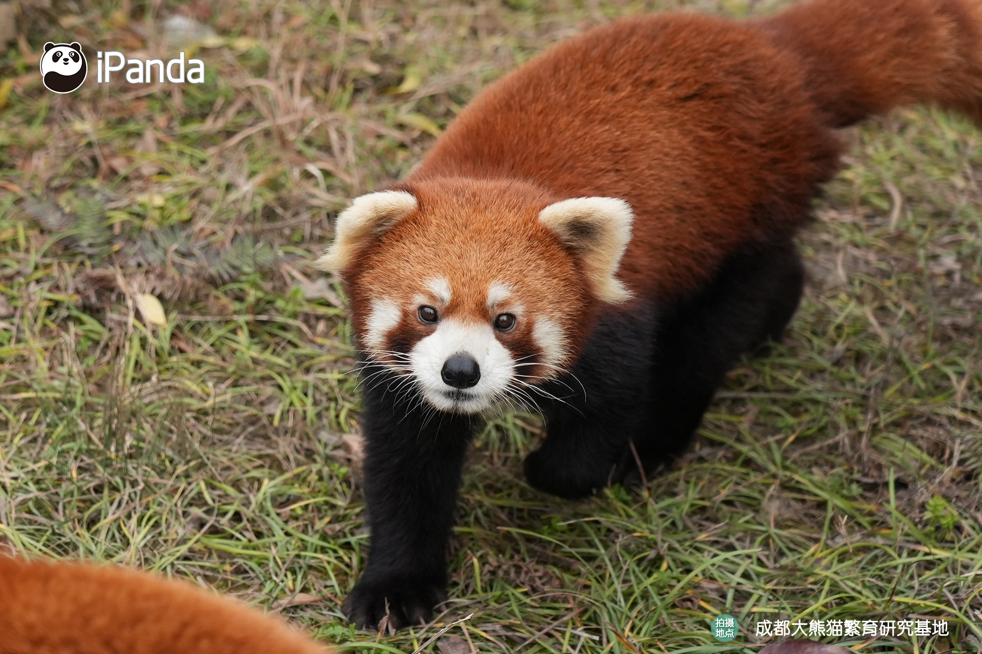 【小熊猫的治愈从早安开始 🌟】发言熊：小熊猫名熊名言：探头张望世间美好，温柔与