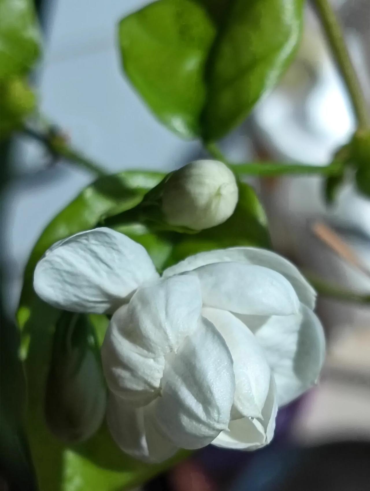 那些盛开的花朵这棵茉莉花儿今天终于盛开了，还是多瓣品种。能在这个季节开放真是棵报