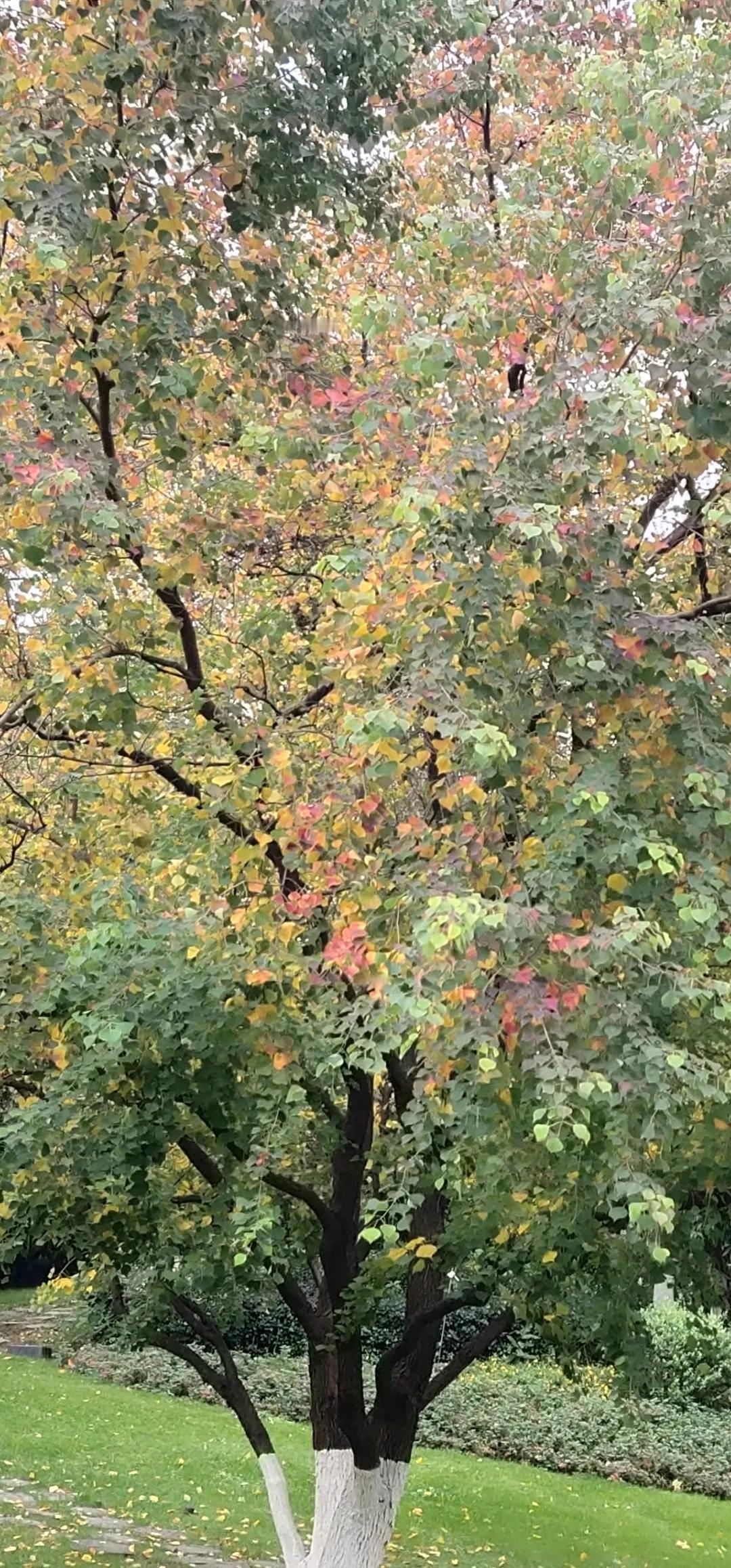 南京最近太美了，随随便便一条马路都让人惊艳，感叹于南京的园林部门，眼光独到，行道